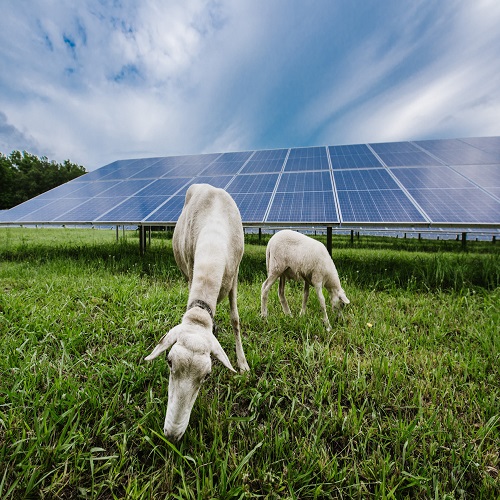 australske landbruksprodukter med oppstart av landbruksprodukter sikter mot å oppnå 1 gw solenergi